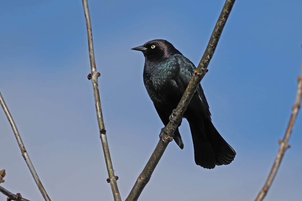 Slightly right of center frame, a lone blackbird is perched on a naked branch, facing left. He's is mostly black against a cloudless blue sky.