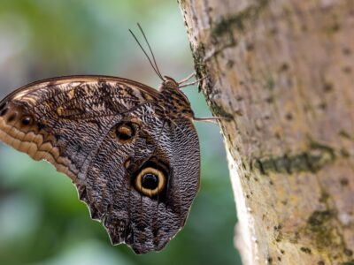 Owl Butterfly Picture