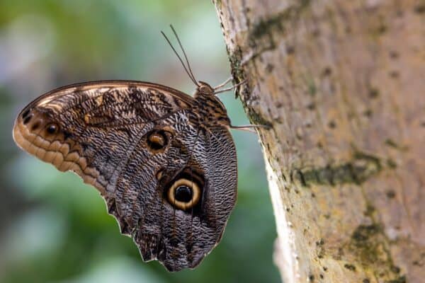 Owl butterflies have an eye-like pattern on their wings. 