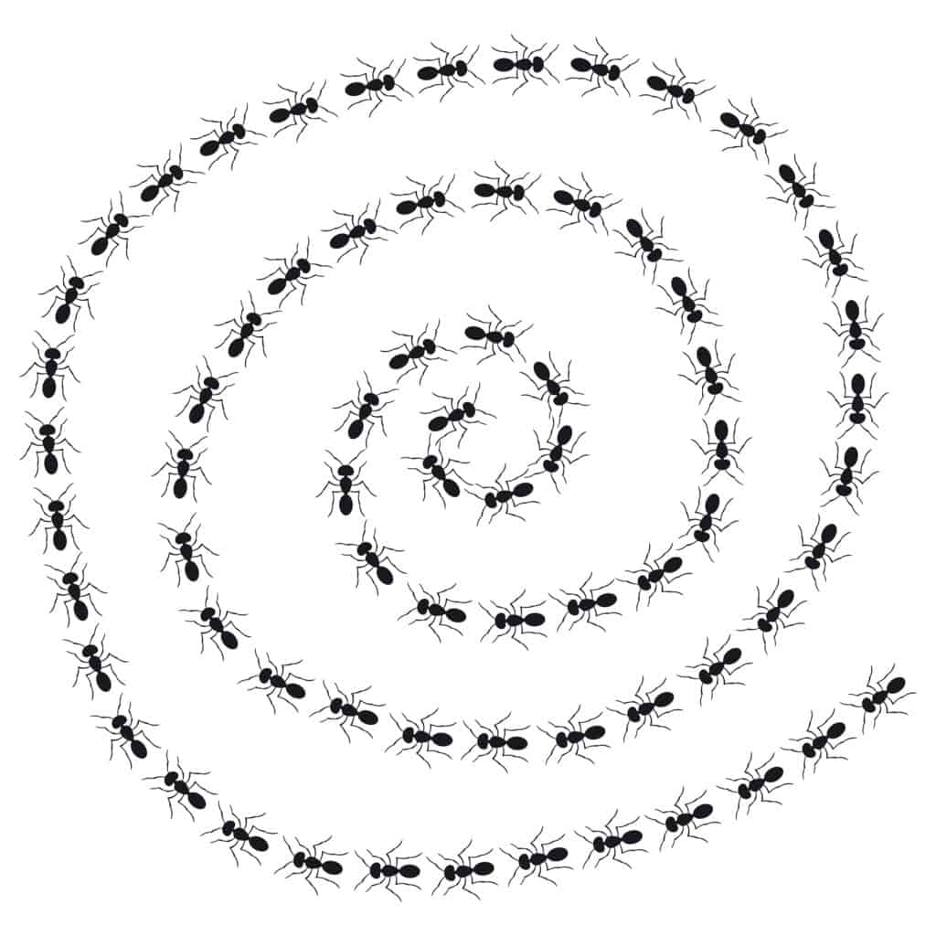 ant spiral