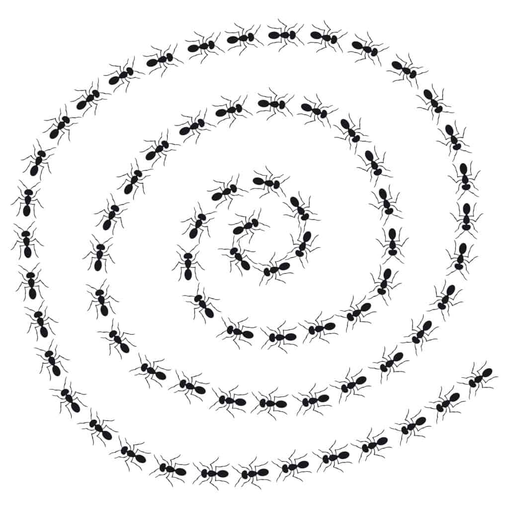 death spiral ant