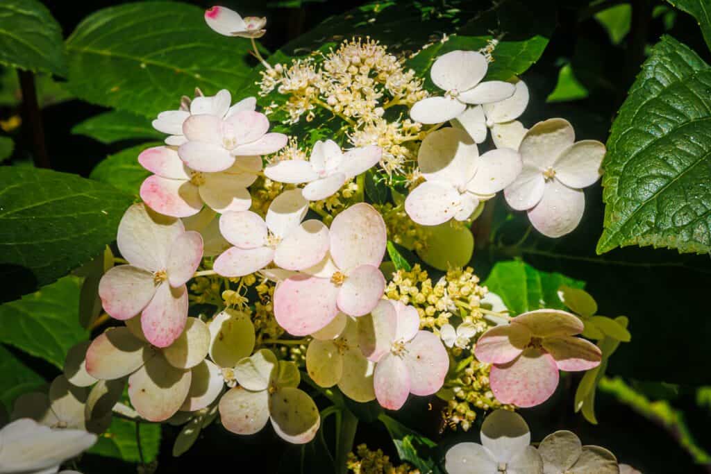 Phantom hydrangea in color shift from white to beige to pink