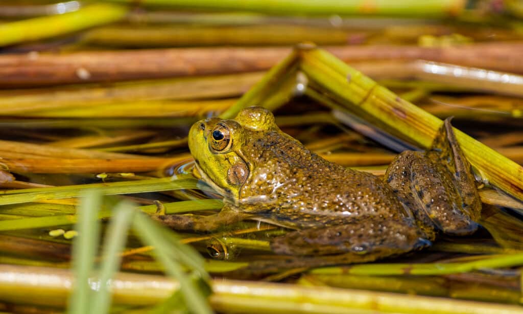 Northern Green Frog