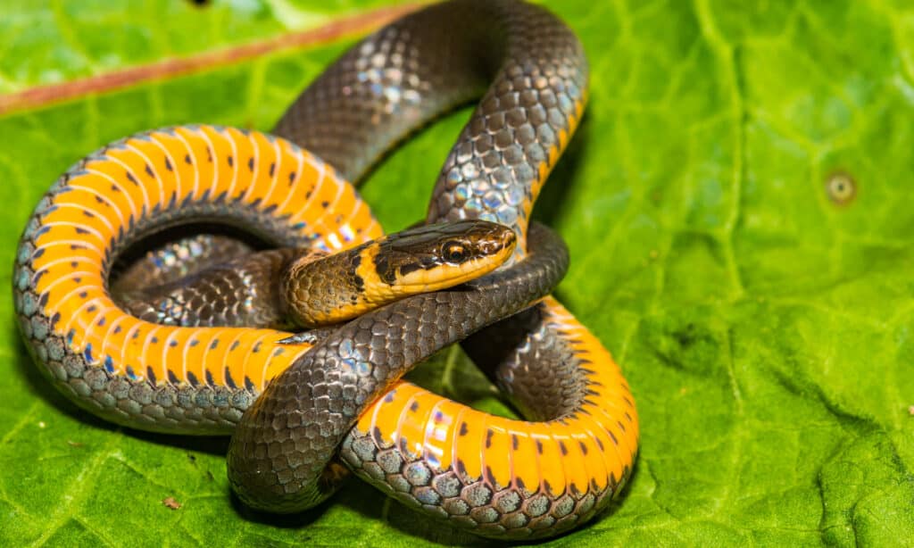 Northern Ringneck Snake