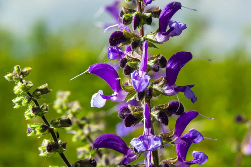 Close up of salvia flowers