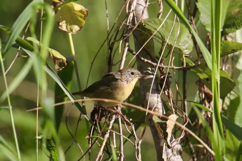 Female Common Yellowthroat, Geothlypis trichas, perched in a shrub