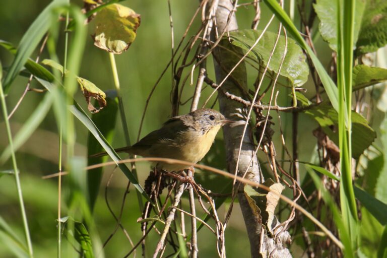 Female Common Yellowthroat, Geothlypis trichas, perched in a shrub