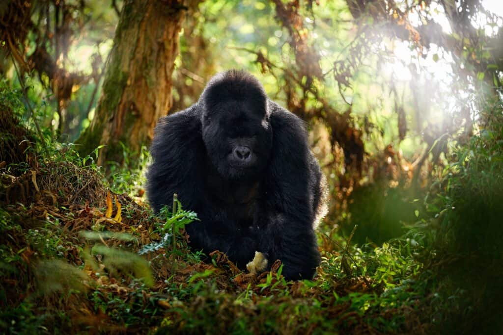 Mountain Gorilla