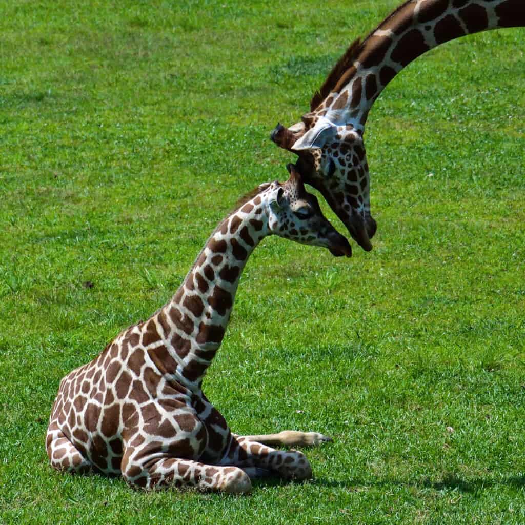 baby giraffe