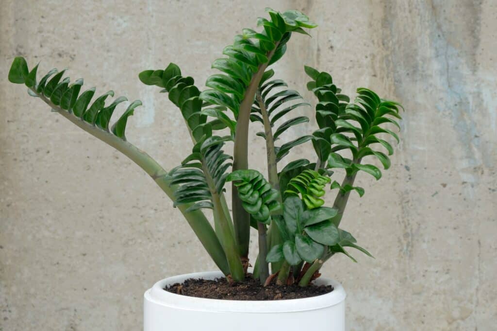 A houseplant. Zamiokulkas Zenzi, a dwarf species. The tropical plant is located in a round-shaped white pot against a gray concrete wall.