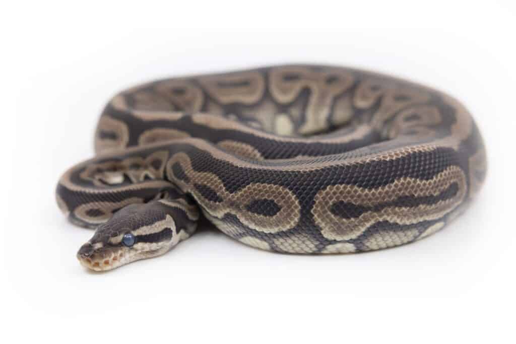black pastel python