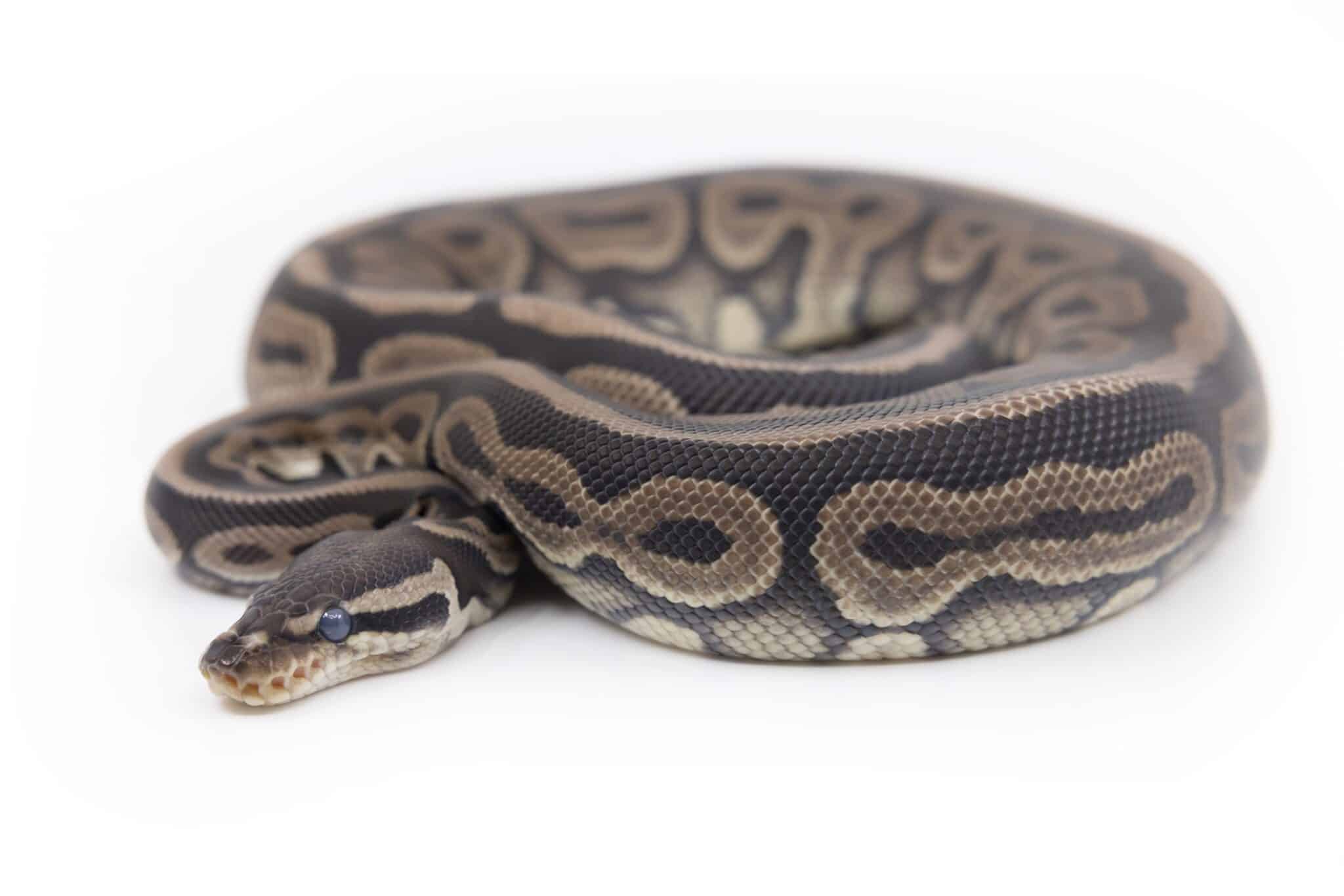 Panda Pied Ball Python Animal Facts | Python regius - A-Z Animals