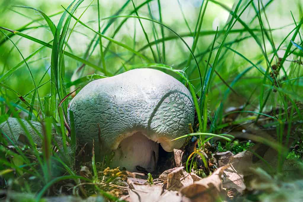 Russula virescens, an edible green russual mushroom