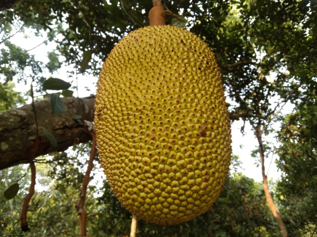 Jackfruit growing on tree