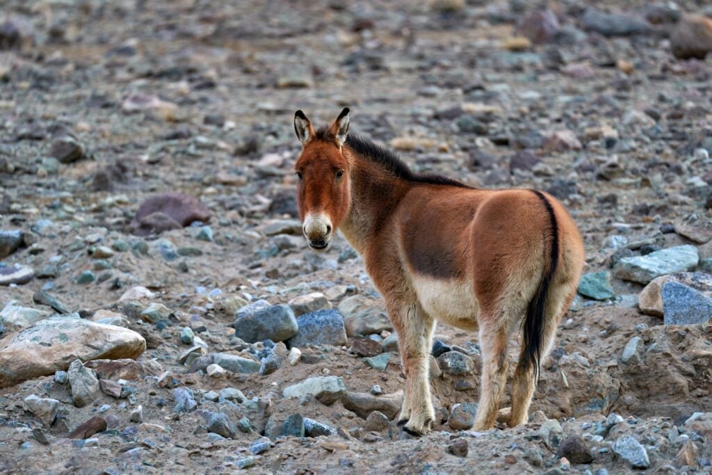 Kiang standing on a rocky slope on the Tibetan Plateau.
