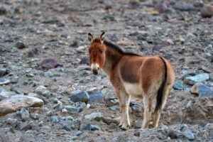 Kiang standing on a rocky slope on the Tibetan Plateau.