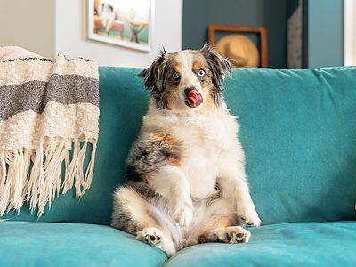 A 6 Reasons Your Dog Keeps Licking The Couch