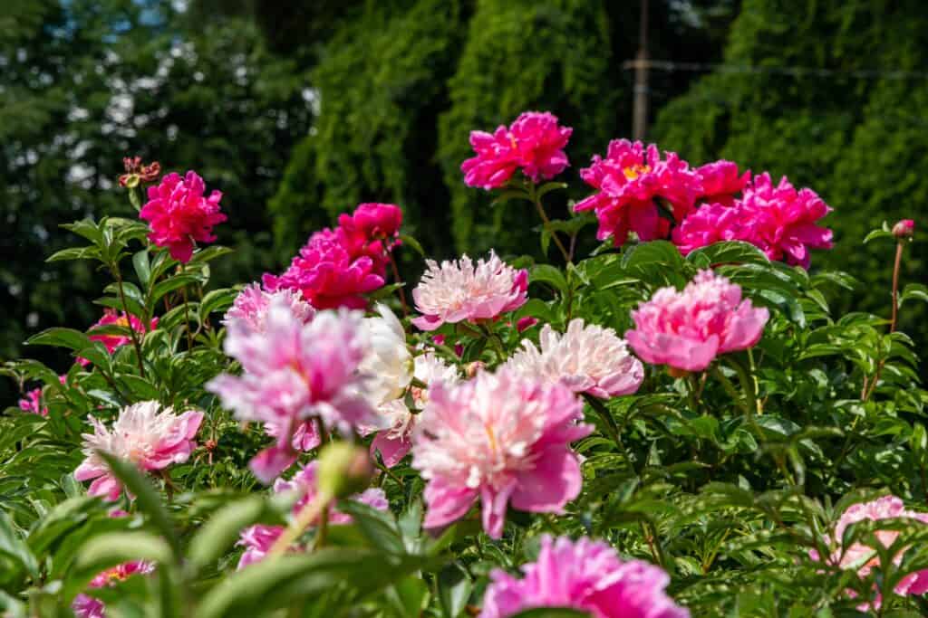 Blooming peonies growing in field with beautiful flowers