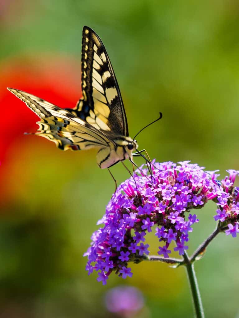 Butterfly on verbena flower