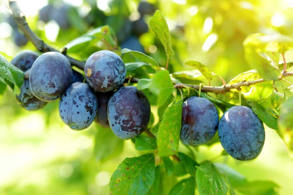 Six purple/blue plums on a plum tree. The fruits are egg-shape / size, growing close together, but not in clusters. The leaves are mostly green. Background out-of-focus lu trees.