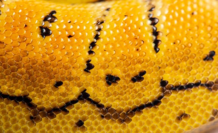 Lemon blast ball python scales
