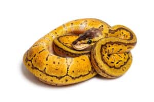 Lemon blast ball python