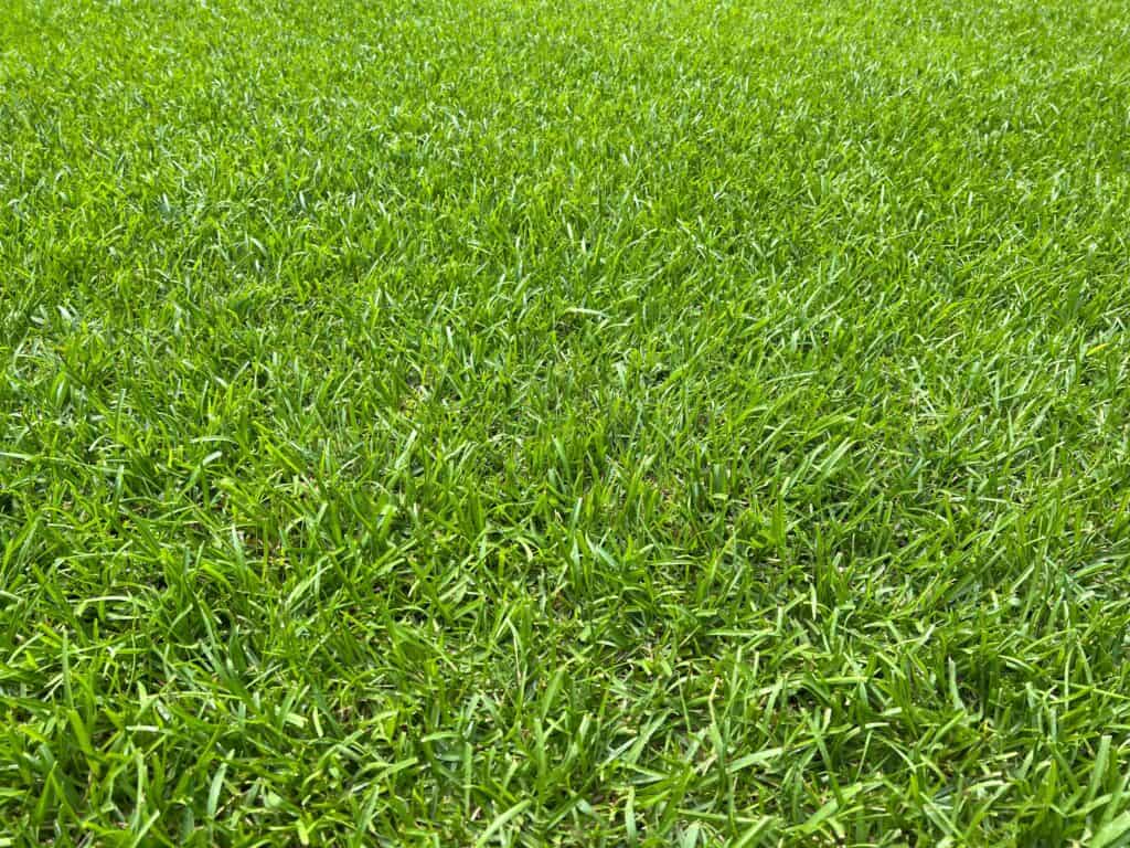 Centipede grass (Eremochloa ophiuroides)