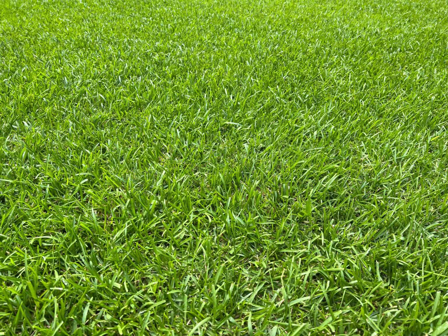 Centipede Grass vs Zoysia Grass What are the Differences? AZ Animals