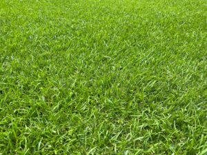 7 Beautiful Grass Types Perfect for Texas Yards Picture