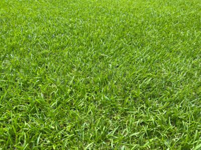 A Centipede Grass vs Zoysia Grass: What are the Differences?