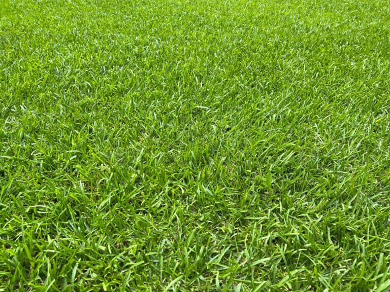 6 Grass Types That Thrive in South Carolina Yards AZ Animals