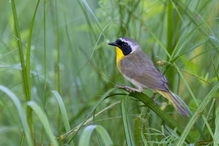 Male Common Yellowthroat, Geothlypis trichas, in Pinery Provincial Park, Ontario, Canada
