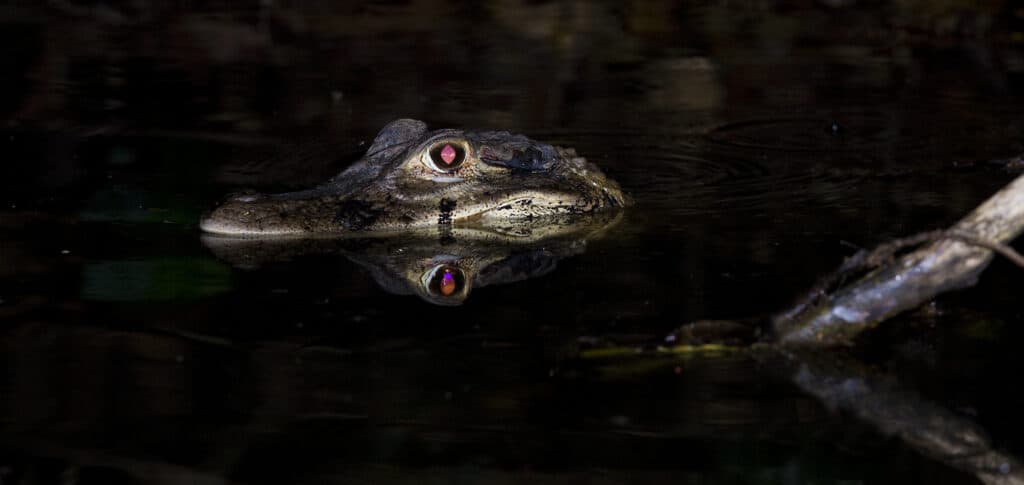 Alligator at night