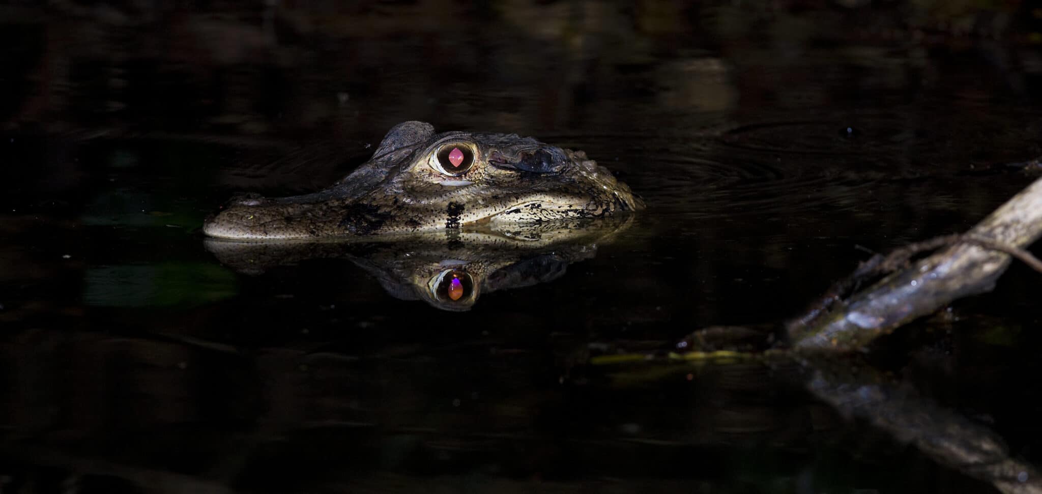 Watch a Snake Swim Into a Hungry Alligator's Territory and Get Slurped ...