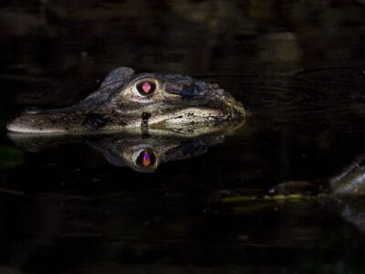 A Watch Dozens of Alligators Light Up a Pond Like a Night Sky with Glowing Eyes