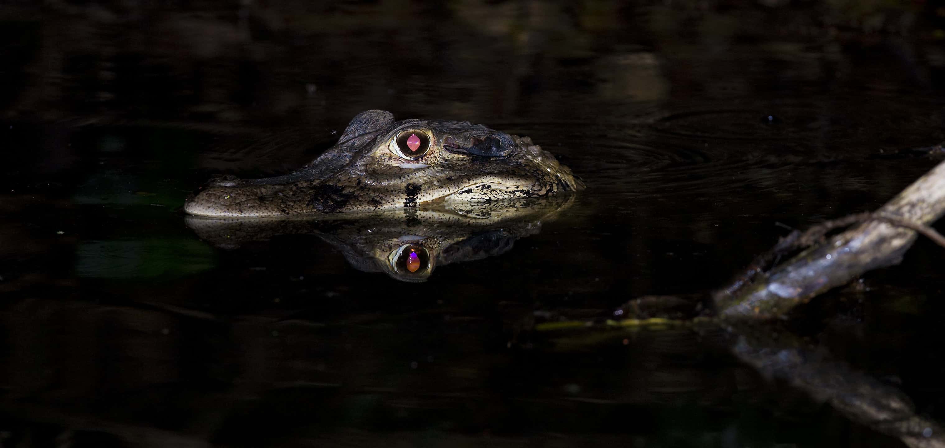 Alligator Eyes At Night