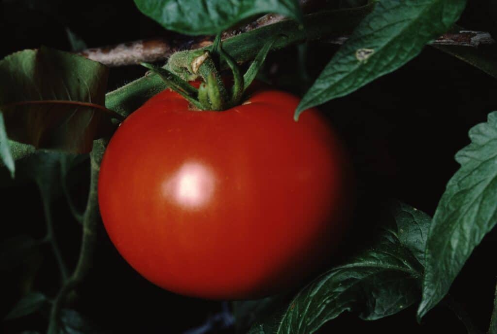 Full frame of one bright red-orange Better Boy tomato on a green vine, against a dark background.