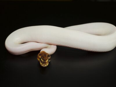 A Panda Pied Ball Python