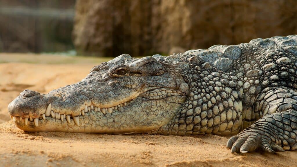 Crocodiles are lighter in color than alligators