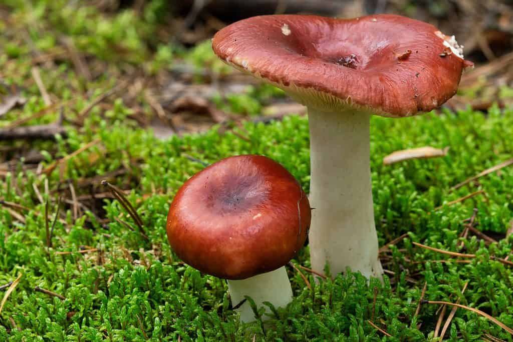 Edible russula Paludosa mushroom in the wild