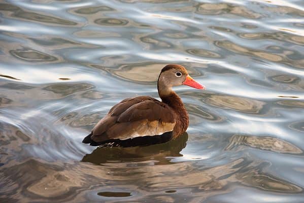 The Black-bellied whistling duck is a beautiful bird.