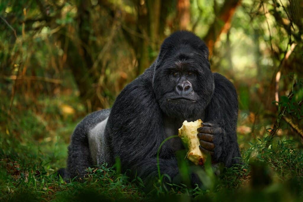 Gorilla - wildlife forest portrait