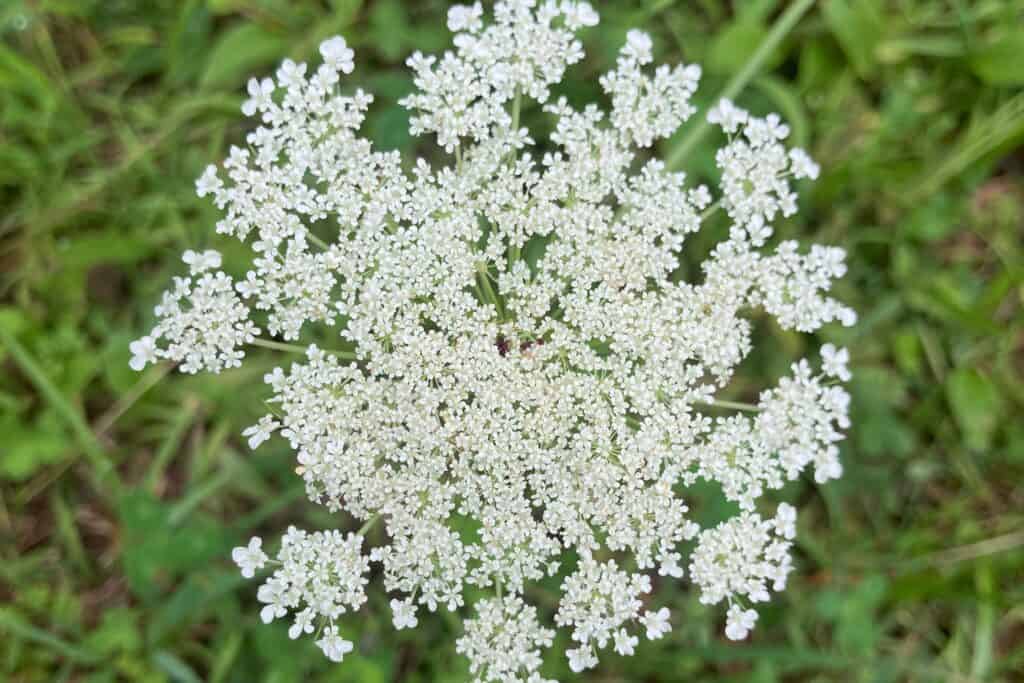 Queen Anne’s lace flower cap