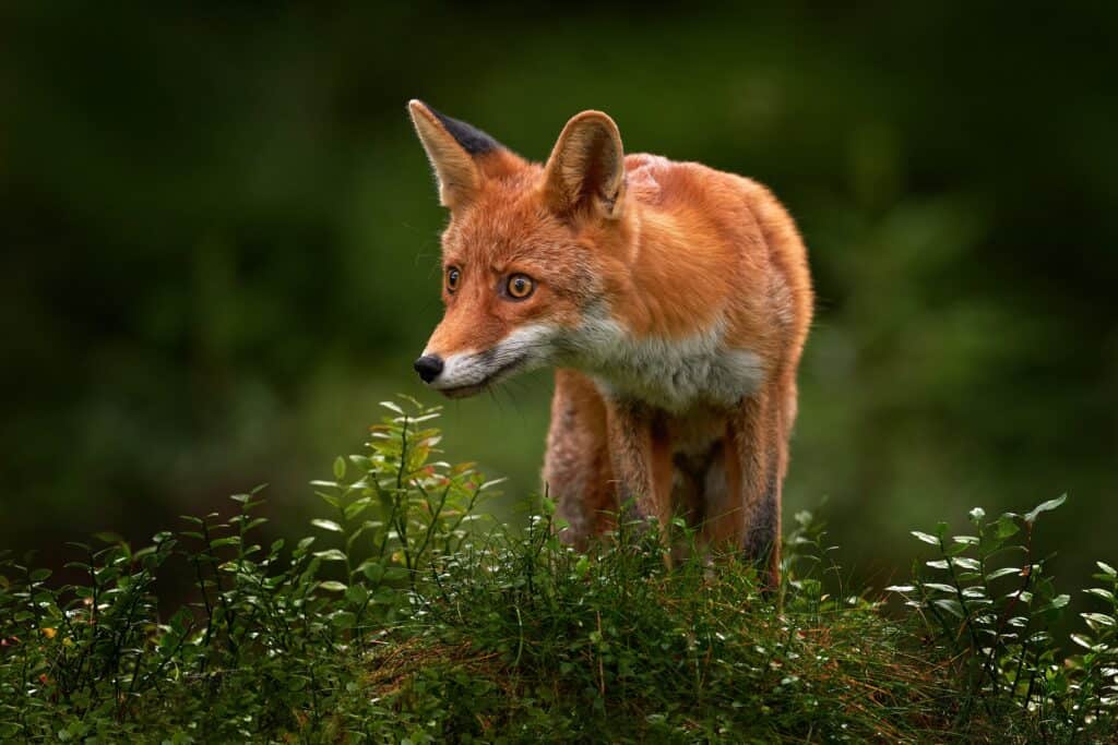 A red fox standing in a grassy field.