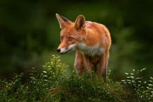 Fox Spirit Animal Symbolism & Meaning Picture
