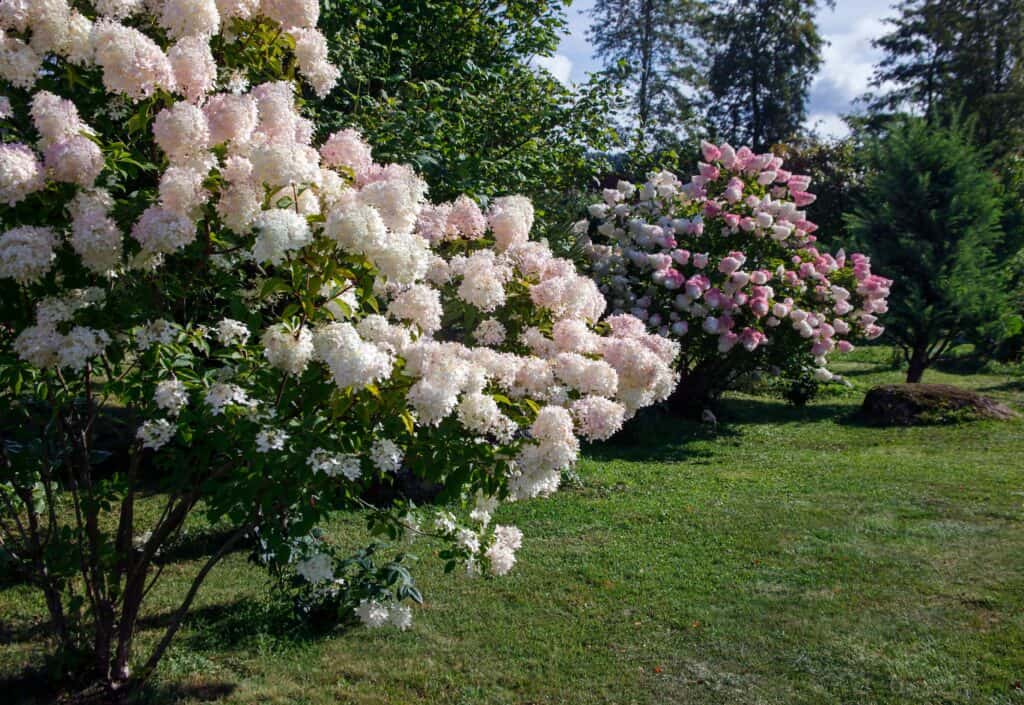 Flowering hydrangea paniculata in tree form.