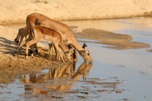 Two Deer Cheat Death and Walk Right Next to an Adult Leopard for a Drink photo