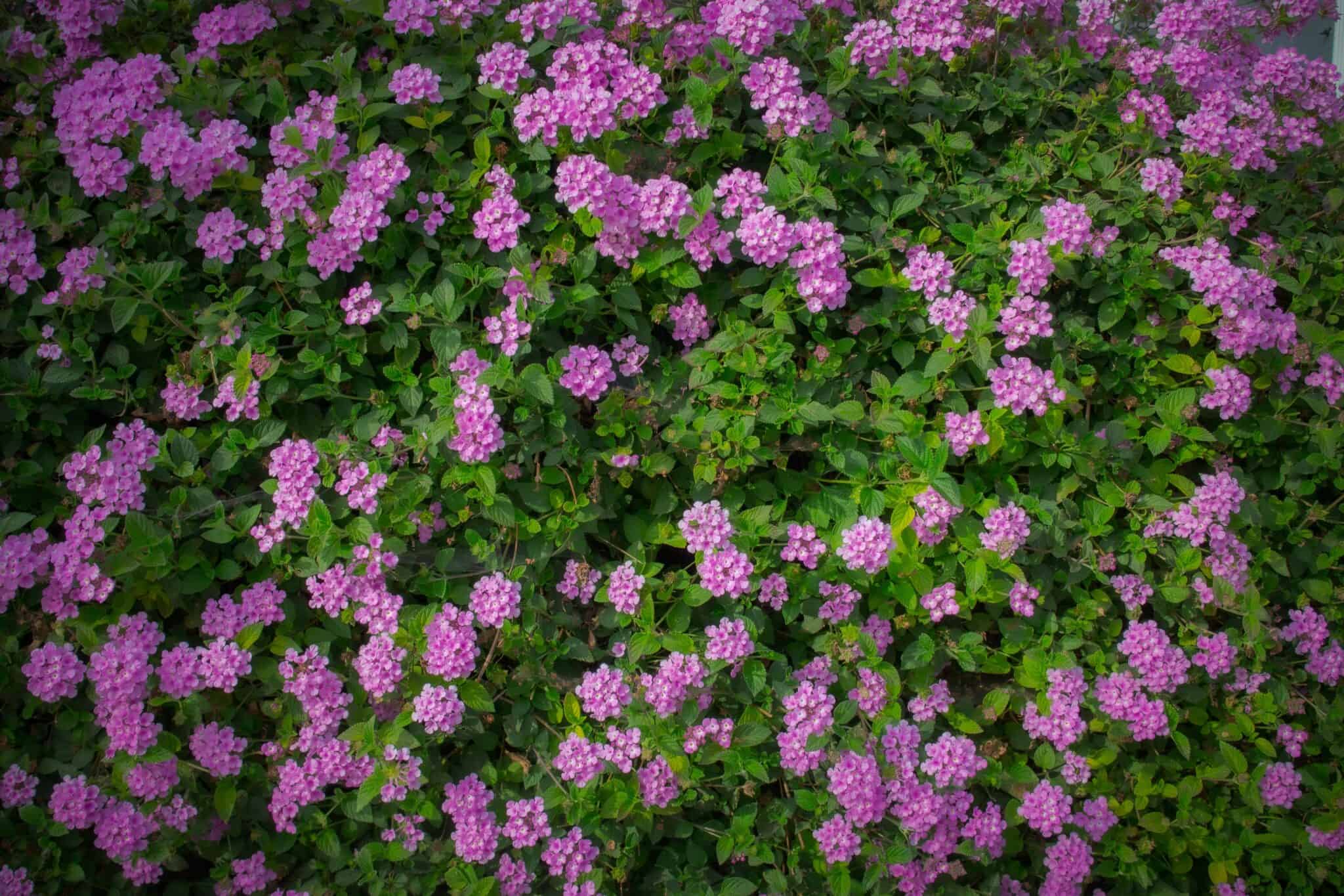 Mounding Lantana vs. Trailing Lantana What’s the Difference?