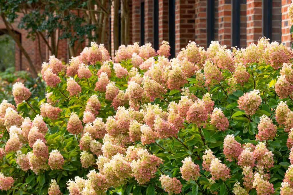 Image of Hortensia limelight in full bloom