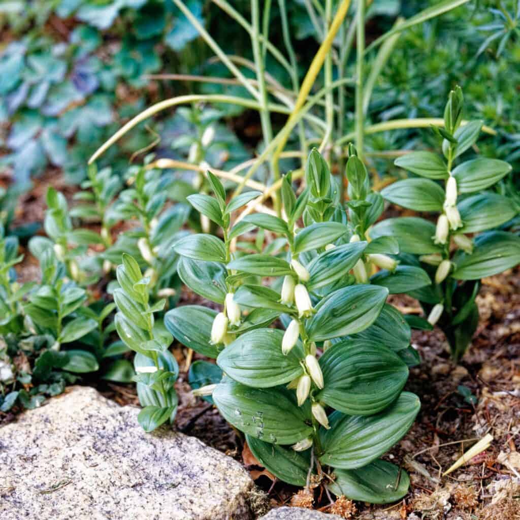 Dwarf Solomon's seal (Polygonatum humile) with bell-shaped flowers